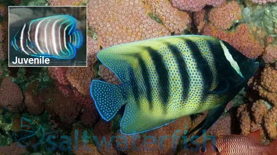 Six Bar Angelfish: Juvenile