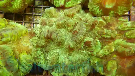 Round Brain Coral: Green Metallic