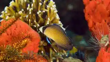 Splendid Dottyback