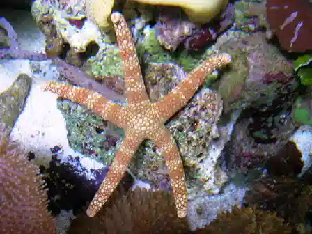 Fromia Starfish