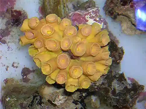 Sun Coral - Yellow