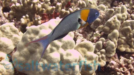 Saddle Wrasse - Hawaii