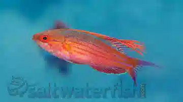 Blue Flasher Wrasse