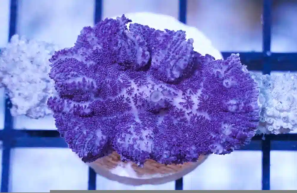 Mushroom Coral: Lavender Plum