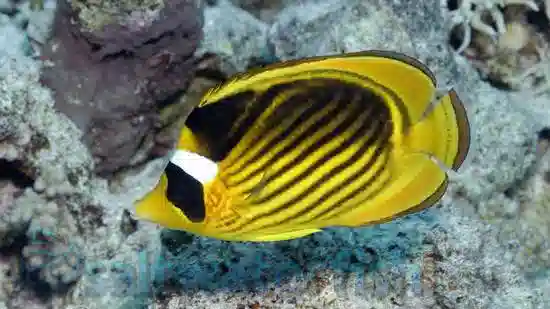 Raccoon Butterfly - Red Sea