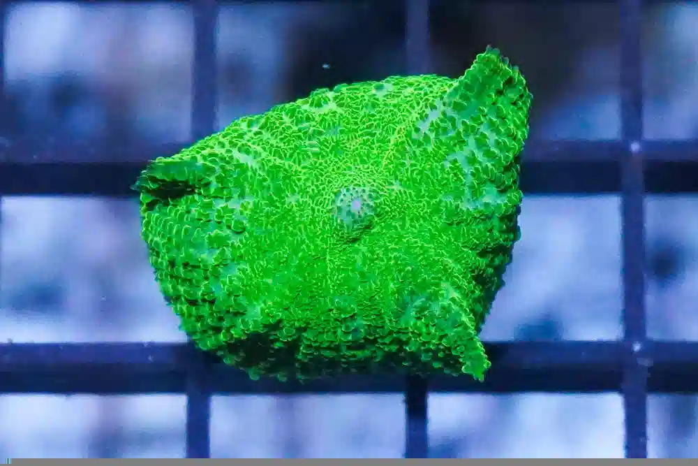 Bullseye Mushroom Coral: Neon Green