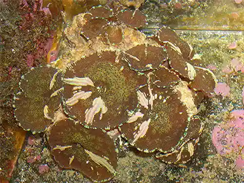 Mushroom Coral - Streaks