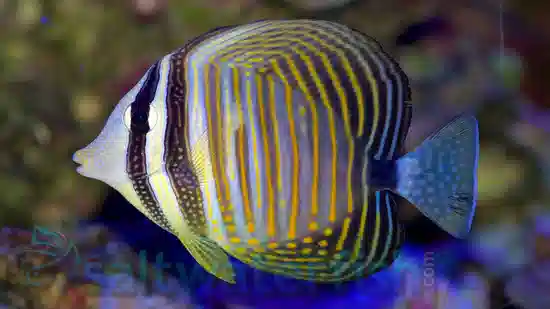 Desjardinii Sailfin Tang - Red Sea