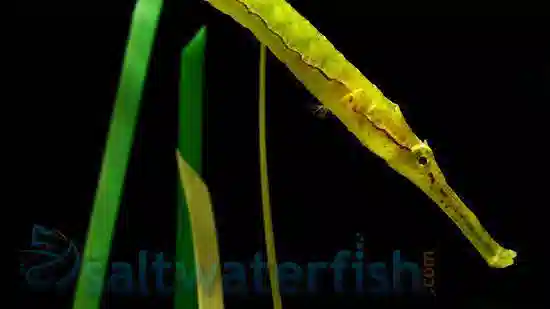 Alligator Pipefish