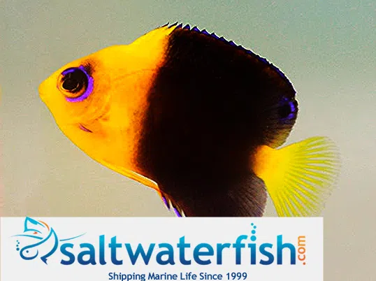 Joculator Angelfish - Australia