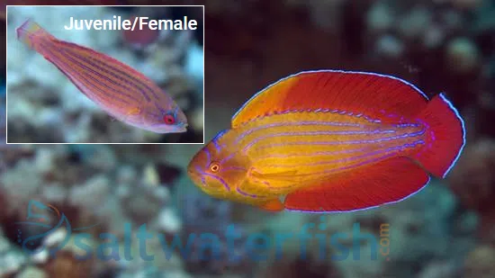 Eight Line Flasher Wrasse: Male - Red Sea