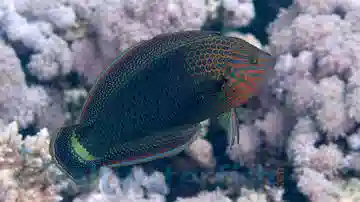 Dusky Wrasse