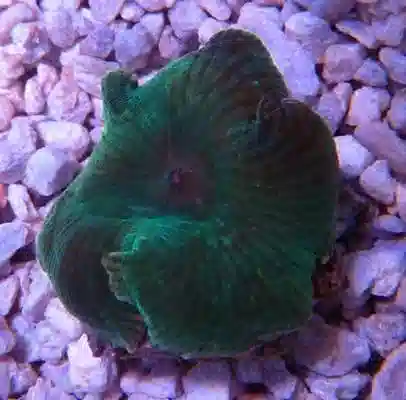 Mushroom Coral: Super Green
