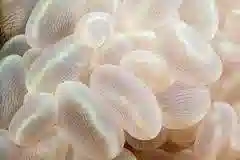 Bubble Coral