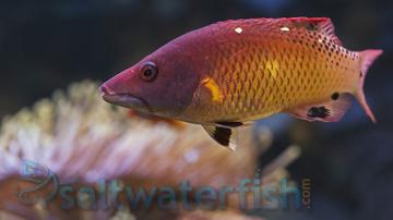 Diana's Hogfish: Juvenile - Southern Asia