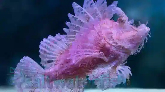 Rhinopias: Red/Purple - Indo Pacific