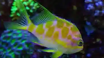 Borbonius (Blotchy) Anthias - Save 23%