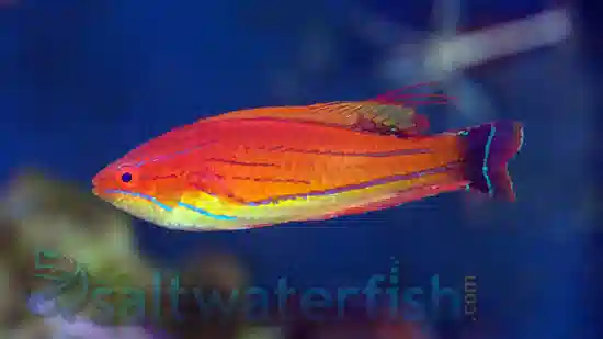 Carpenter's Flasher Wrasse - Wrasses Reef Safe - Saltwater Fish