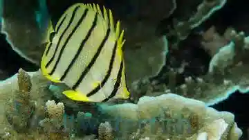 Eight Banded Butterfly - South Pacific