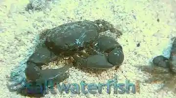 Emerald Crab - Group Of 3