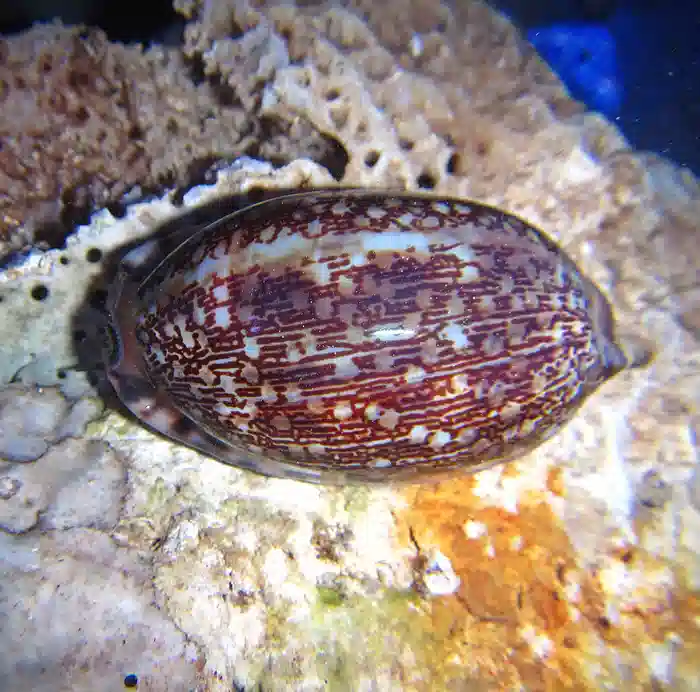 Deer Cowrie