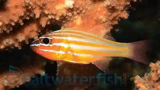 orange saltwater fish