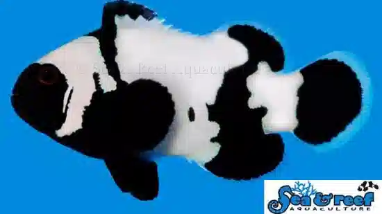 Snowflake Clownfish - Phantom Premium Captive Bred