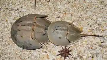 Horseshoe Crab