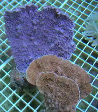 Aquacultured Montipora