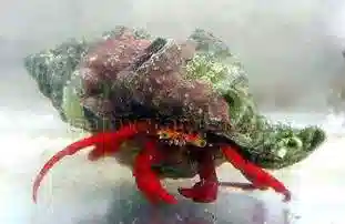 Scarlet Hermit Crab - Group of 100