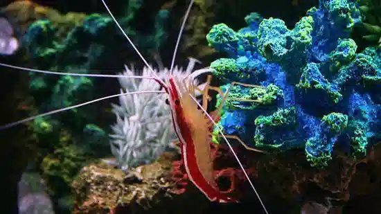 Cleaner Shrimp - Africa