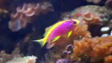 Ventralis Anthias