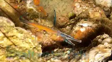 Janss' Pipefish