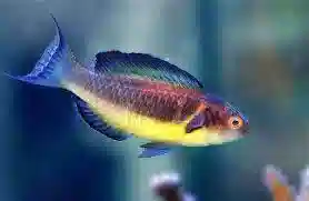 Brunneus Fairy Wrasse