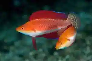 Ruby Finned Fairy Wrasse: Male