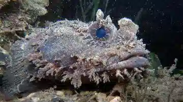 Toadfish: Orange - Atlantic - Frogfish - Saltwater Fish