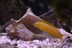 Canary Blenny: Yellow