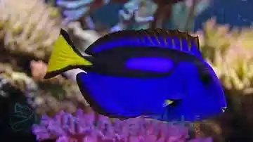 Blue Hippo Tang - Melanesia