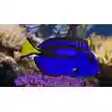 Blue Hippo Tang: Yellow Belly - Africa