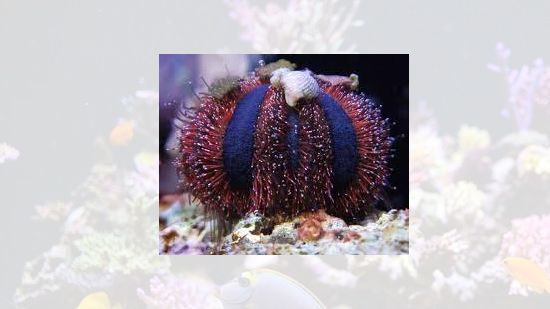 Blue Tuxedo Sea Urchin