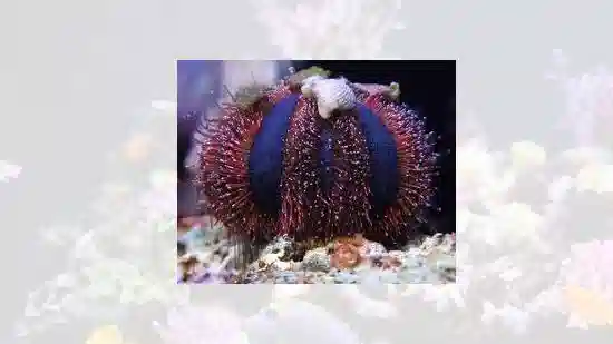 Blue Tuxedo Sea Urchin - Save 23%