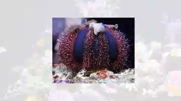 Blue Tuxedo Sea Urchin - Save 23%