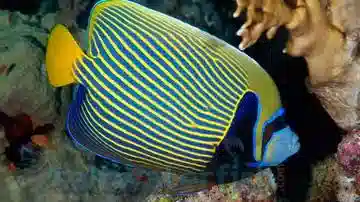 Emperor Angelfish: Juvenile - Fiji