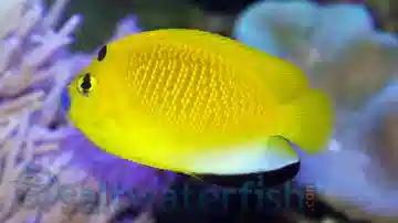 Flagfin Angelfish: Juvenile