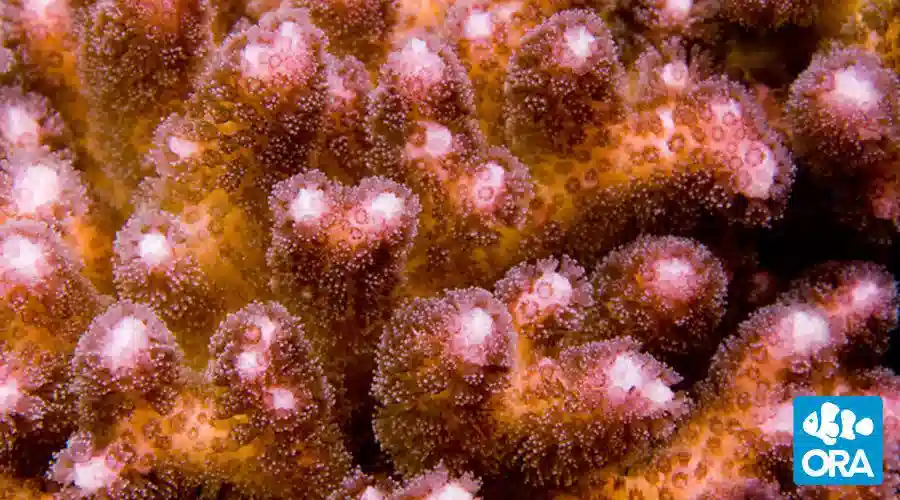 ORA Pink Damicornis Coral