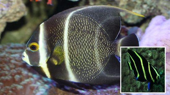 French Angelfish: Juvenile