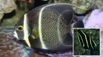 French Angelfish