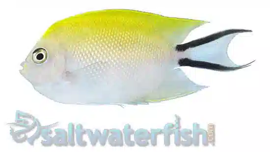 Japanese Swallowtail Angelfish: Female