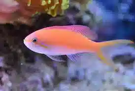 Carberry Anthias