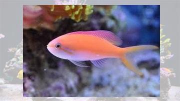 Carberry Anthias - Africa